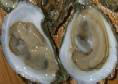o_gay-island-oysters