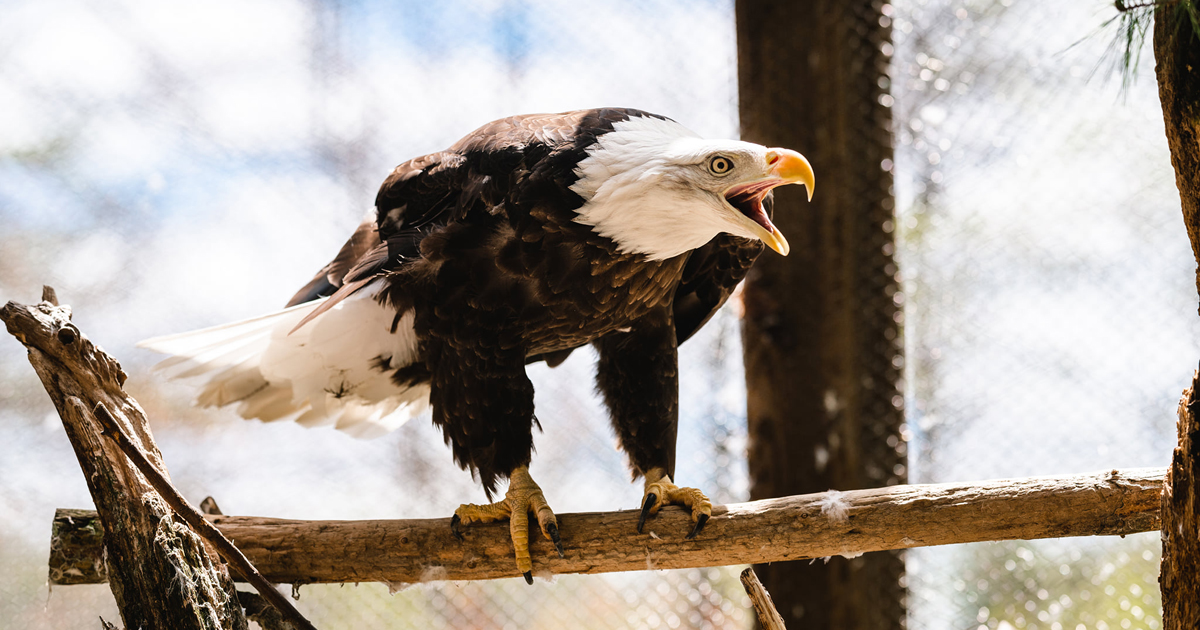 Marilyn the Bald Eagle by Emily McCabe