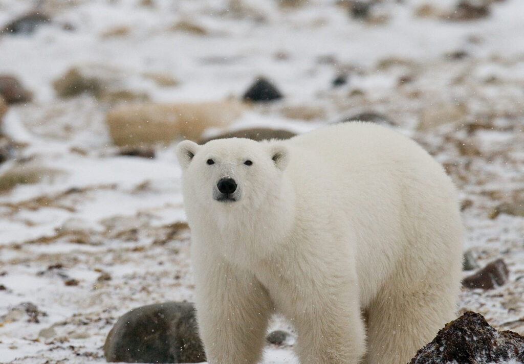 international-polar-bear-day-1200x834