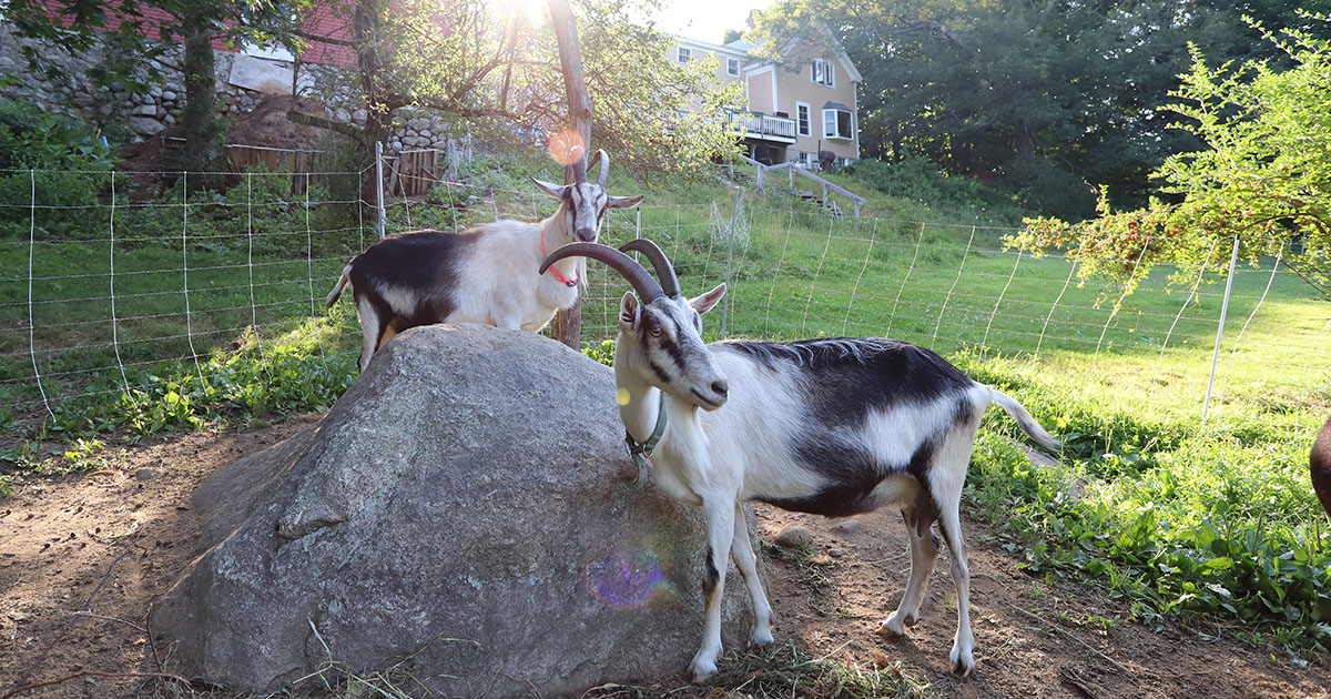 Alpine Dairy Goats at Ten Apple Farm