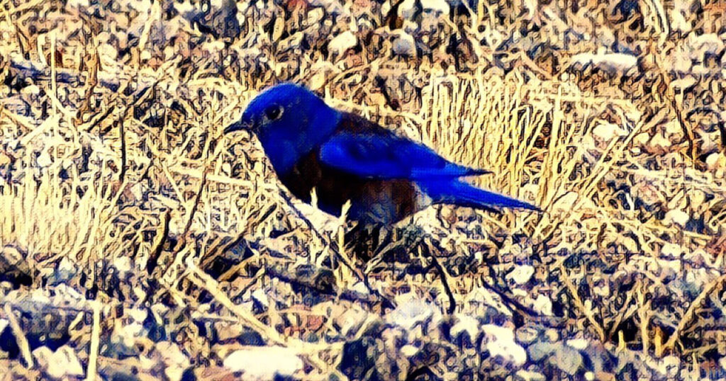 sense-bluebird